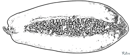 papaya Itulau Lanu Lolomi